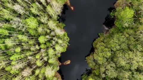 Top-Down Aerial Drone Shot Of Dark Swamp Lake Surrounded... Stock Footage 331820912