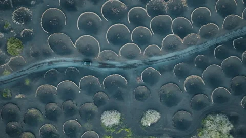 Top down aerial drone shot of the vineyards of La Geria, Lanzarote, with a car Stock Footage 336039925