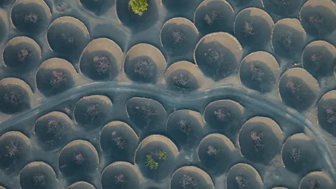 Top down aerial drone shot of the vineyards of La Geria, Lanzarote, revealing Stock Footage 336040126