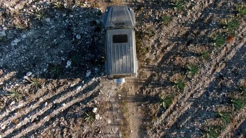 Top Down Aerial Drone Shot of Vehicle Driving Through Agave Plantation in Oaxaca Stock Footage 337455944