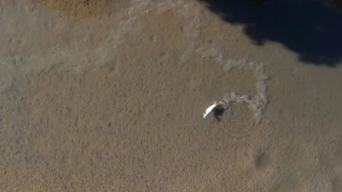 A top-down, aerial drone shot captures a pristine conservation wetland where a Stock Footage 339148890