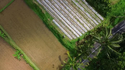 Top down aerial drone shot of a man and woman couple standing near rice field Stock Footage 342552013