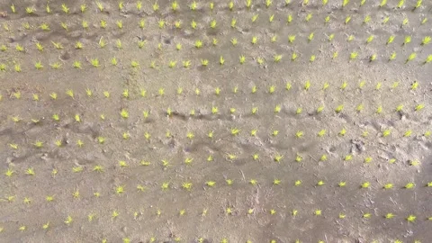 Top Down Aerial Drone Shot of Newly Planted Rice Seedlings Stock Footage 345945362