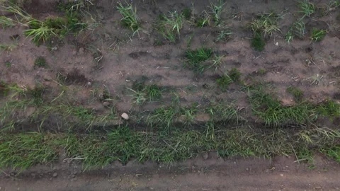 Top-down aerial drone video of dense green grass or young cereal crop Stock Footage 317239027