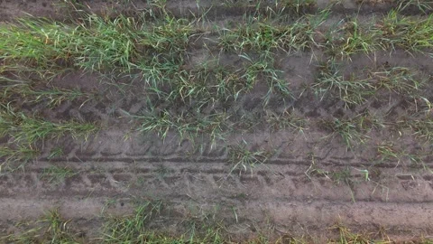 Top-down aerial drone video of dense green grass or young cereal crop Stock Footage 317239209