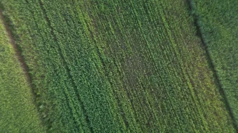 Top-down aerial drone video of dense green grass or young cereal crop Stock Footage 317239485