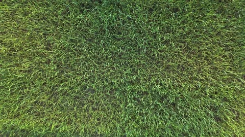 Top-down aerial drone video of dense green grass or young cereal crop Stock Footage 317239521