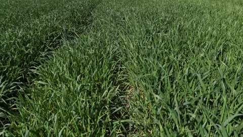 Top-down aerial drone video of dense green grass or young cereal crop Stock Footage 317249267