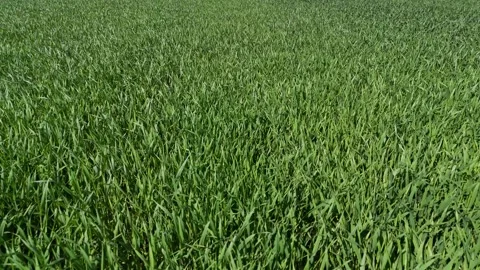Top-down aerial drone video of dense green grass or young cereal crop Stock Footage 317249576