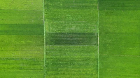 Top down aerial drone view of  agricultural fields Stock Footage 246590022