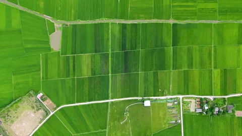 Top down aerial drone view of Asian farmers town next to agriculture fields Stock Footage 246590026