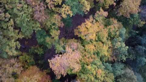 Top-Down Aerial Drone View of Colorful Autumn Forest in Germany Video stock 320057111