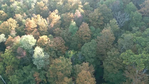 Top-Down Aerial Drone View of Catskills Forest Canopy in Autumn 스톡 동영상 320849192