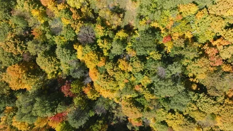 Top Down Aerial Drone View of Dense Autumn Forest with Colorful Fall Foliage Stock Footage 321376183