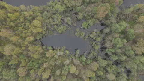 Top down aerial drone view of forest wetlands and ponds in Sweden Stock Footage 323869804