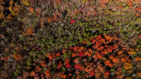 Top-down aerial drone view of a dense forest covered with vibrant autumn colors Stock Footage 327165299