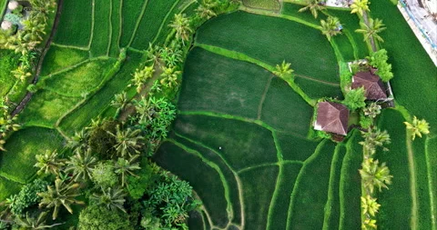 Top Down Aerial Drone View of Rice Terraces in Ubud Bali Indonesia Stock Footage 329576629
