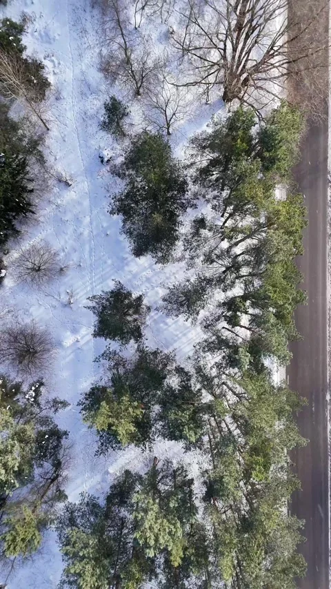 Top Down Aerial Drone View of Snow Covered Pine Forest Along Rural Road in North Stock Footage 338330340