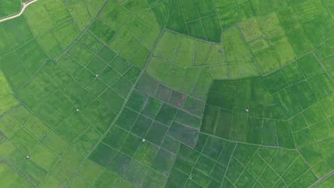 Top Down Aerial Drone View of Vibrant Green Rice Fields and Farmland Pattern Stock Footage 339286221