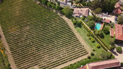 Top Down Aerial Drone View of Vineyard Rows, Gradil, Portugal Stock Footage 339617128
