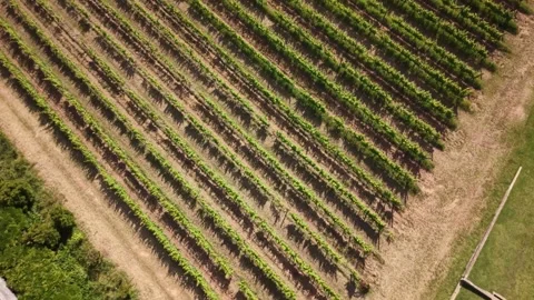 Top Down Aerial Drone View of Vineyard Rows, Gradil, Portugal Stock Footage 339629224