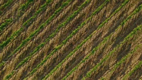 Top Down Aerial Drone View of Vineyard Rows Creating Abstract Geometric Pattern Stock Footage 341698176