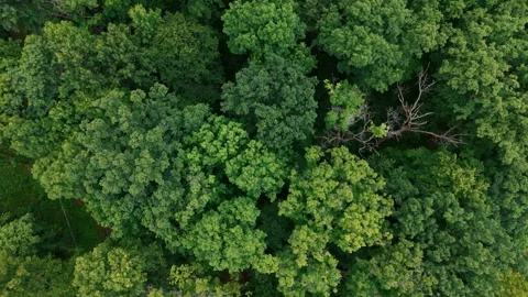Top-down aerial drone view of dense green forest canopy during summer. Lush Stock Footage 341785421