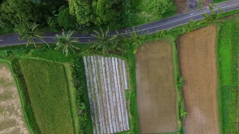 Top down aerial drone view flying over palm trees and green rice fields in Bali Stock Footage 342552016