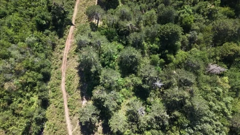 Top-Down Aerial Drone View of Forest Trail Leading to Recreation Spot  Vídeo Stock 342717026