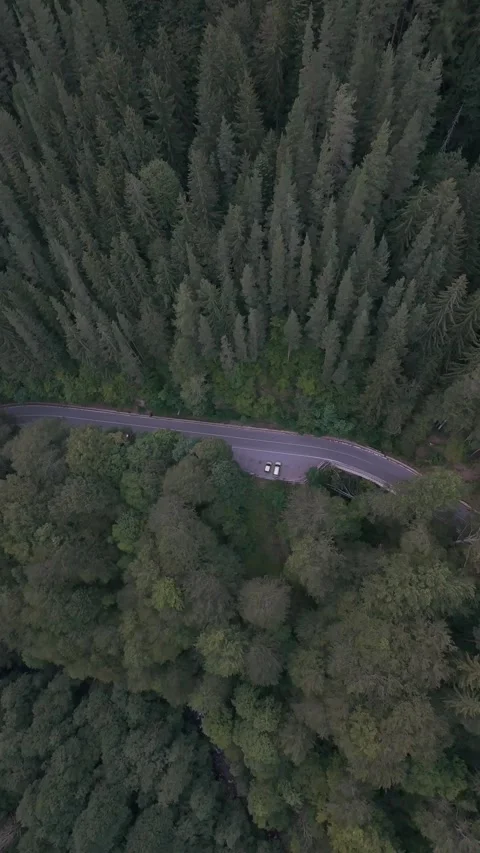 Top down aerial drone view over forest road through pine forest in Rila Mountain Stock Footage 343418633
