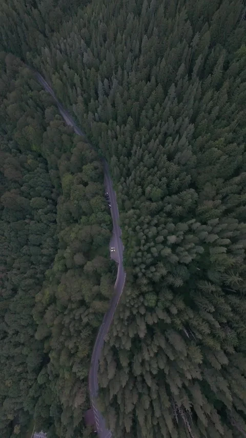 Top down aerial drone view over forest road through pine forest in Rila Mountain Stock Footage 343418770