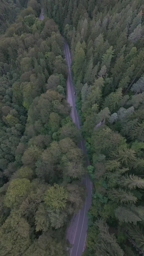 Top down aerial drone view over forest road through pine forest in Rila Mountain Stock Footage 343418999