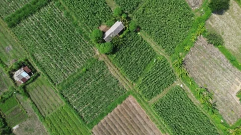 Top Down Aerial Drone View of Green Agricultural Fields and Farm Huts in Jumpai Stock Footage 345373104