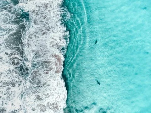 Top down aerial drone view of two sharks in shallow water at beach Stock-Fotos