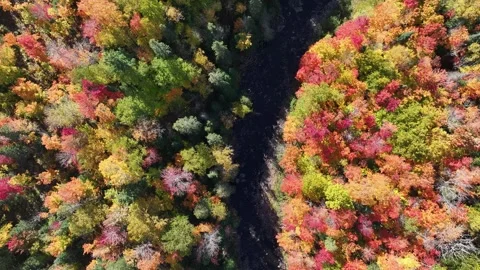 Top Down Aerial of Fall Colors along the River Stock Footage 315265064