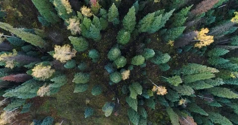 Top Down Aerial Flight Over Mixed Fall Aspens and Pines 4K 動画素材 82768018