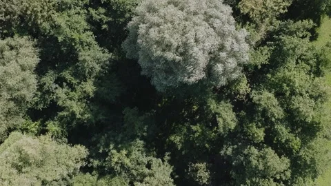 Top Down Aerial Flight Over Biskupin Settlement and Trees Stock Footage 325819903