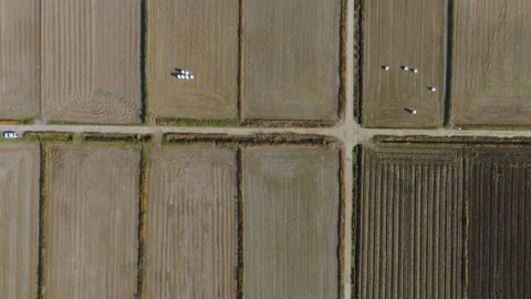 Top-Down Aerial Flight Over Harvested Rice Fields in Siheung Stock Footage 345341384