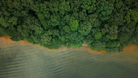 Top Down Aerial Flight Over Dense Green Forest Canopy in North Georgia Stock Footage 345443850