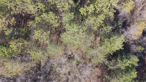 Top Down Aerial Forest with Mixed Green and Autumn Trees Stock Footage 325719924