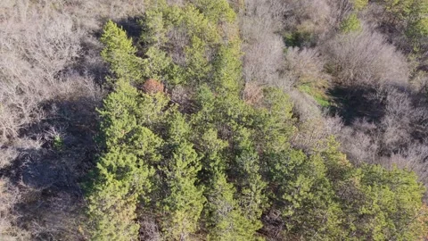 Top Down Aerial Forest with Mixed Green and Autumn Trees Stock Footage 325719940