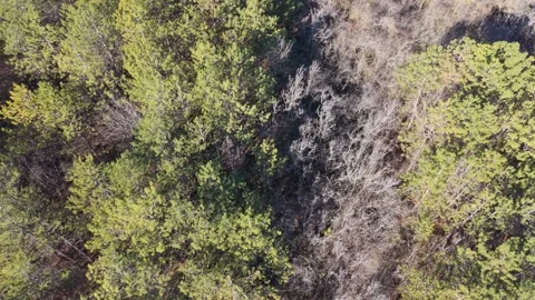 Top Down Aerial Forest with Mixed Green and Autumn Trees Stock Footage 325719944