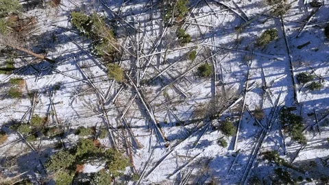 Top Down Aerial of Forest Regrowth and Burn Aftermath in Winter - Southwest Stock Footage 323986872