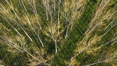 Top Down Aerial Forest Trees Pattern with Long Shadows Stock Footage 331601488