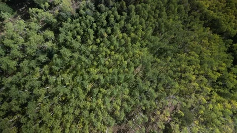 Top down aerial of green pine trees and aspens in Crested Butte in late summer Stock Footage 251091078