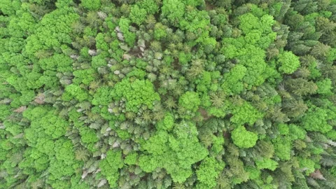 Top Down Aerial of Green Trees Stock Footage 231324946