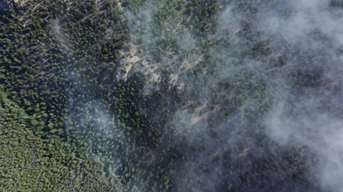 Top down aerial of intermittent fog covering the evergreens in Colorado Stock Footage 247364096
