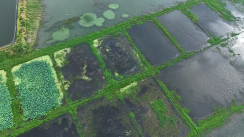Top Down Aerial of Lotus and Aquaculture Ponds, Huiting Reservoir Stock-Footage 343089995