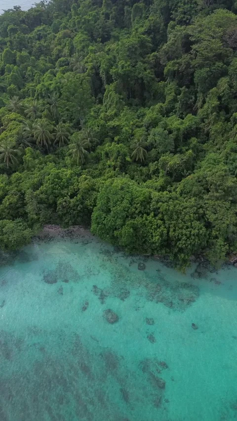 Top Down Aerial Of Lush Jungle Canopy Meeting Turquoise Reef Stock Footage 337129198
