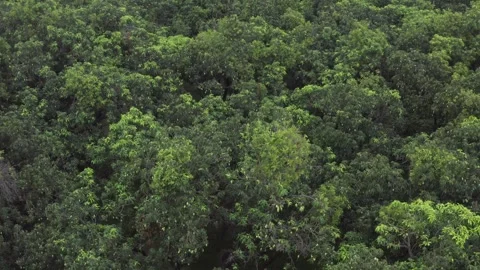 Top Down Aerial Mango Trees in Orchard Rahimabad Uttar Pradesh India Stock Footage 327778864
